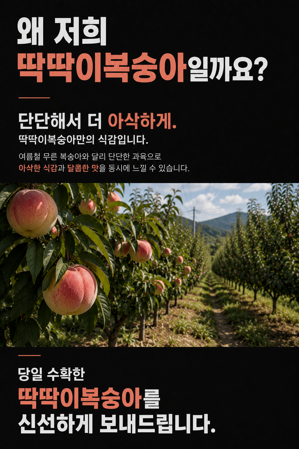 딱딱이복숭아 4kg, 무른 복숭아가 싫은 분께 상세 이미지 2